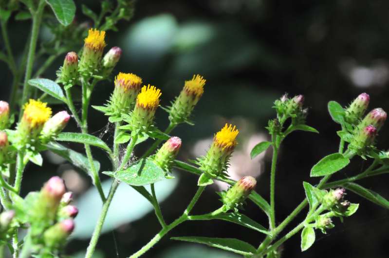 Pentanema conyzae (=Inula conyzae) / Enula baccherina